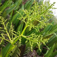 Hanguana anthelminthica (Blume ex Schult. & Schult.f.) Masam.